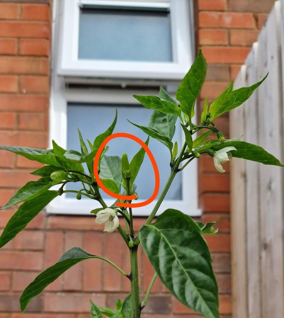 My first bird's-eye chilli is growing!! I live in Ireland so I don't expect this to come to much but I'm excited!