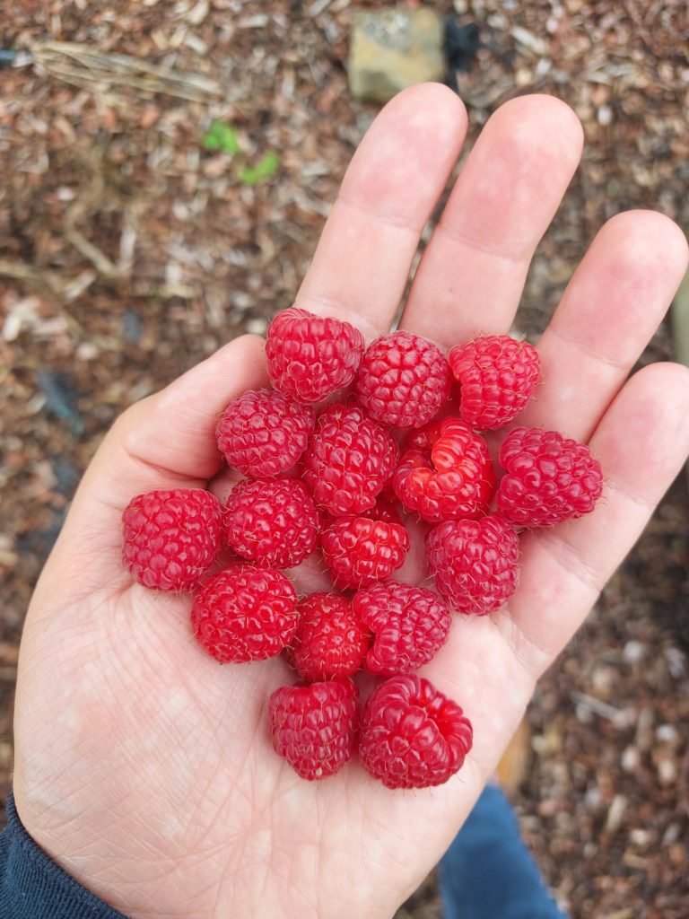 'Aroma Queen' raspberries