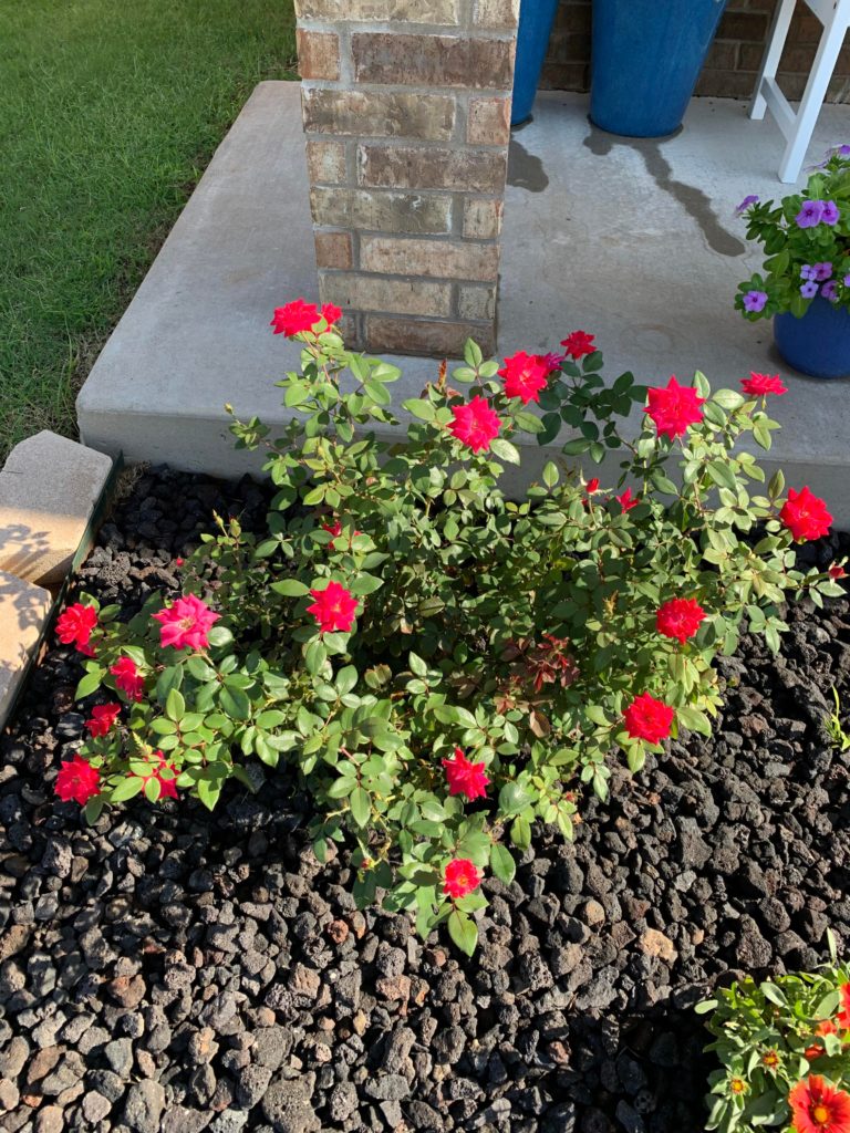 I love my rose bush so much!