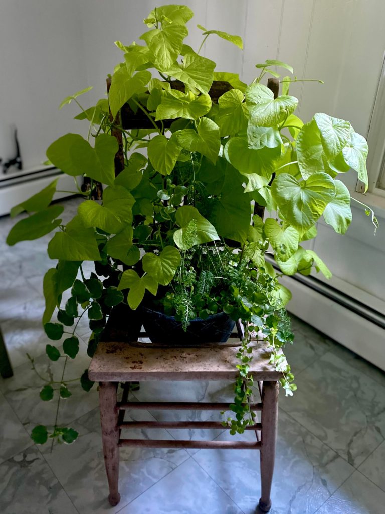 My mom is so cute. She loves gardening and made this “plant chair”. It grew on her porch all summer and she surprised me with it today. ❤️ I love it.
