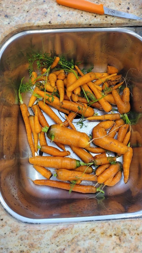 It was 6 degrees last night. Decided to dig up about half of our carrots this morning