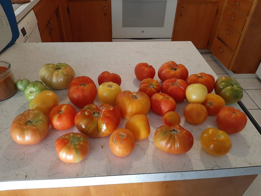 Brandywine and Mr Stripey varieties, supposedly.