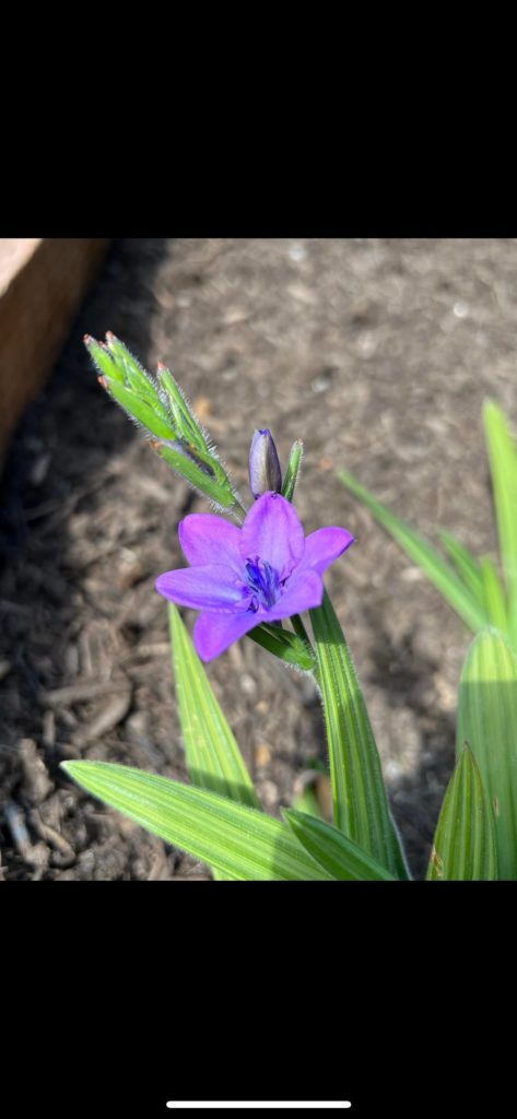 Forgot what I planted. Thought the flower would help. Nope.