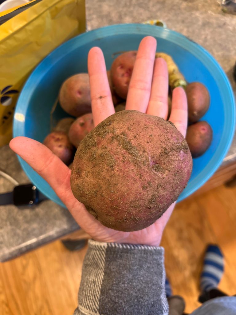 Thought you guys would appreciate this “baby” red I harvested