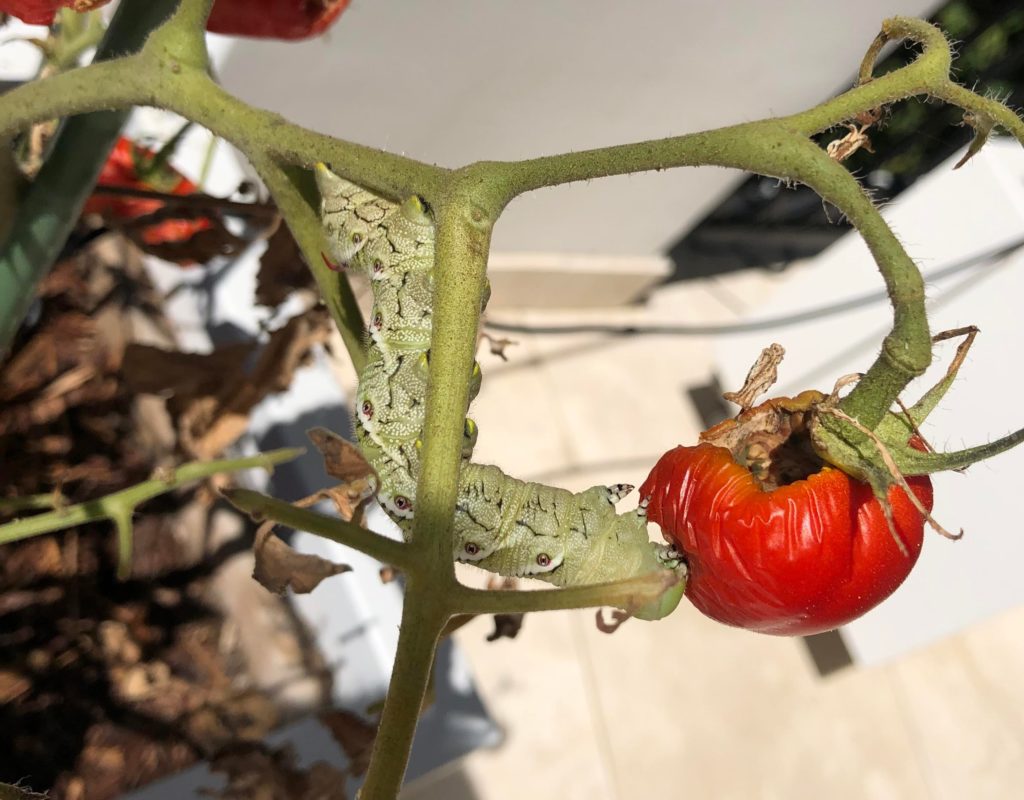 Fattest caterpillar I’ve ever seen