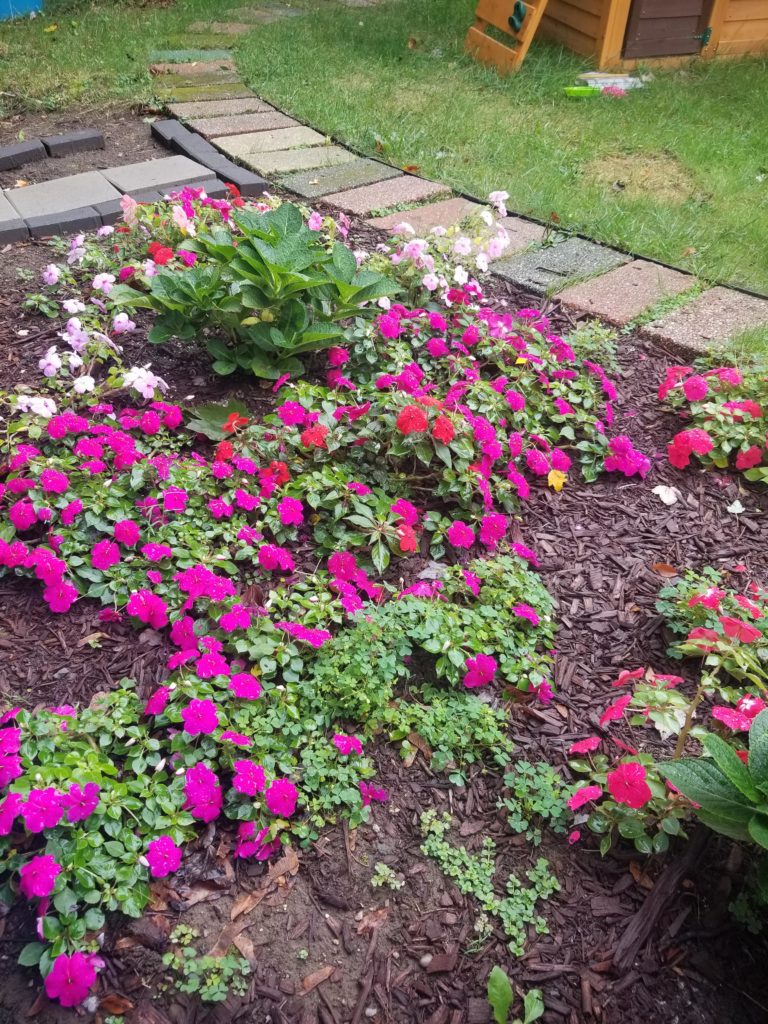 I think I did pretty okay with this carpet of impatiens