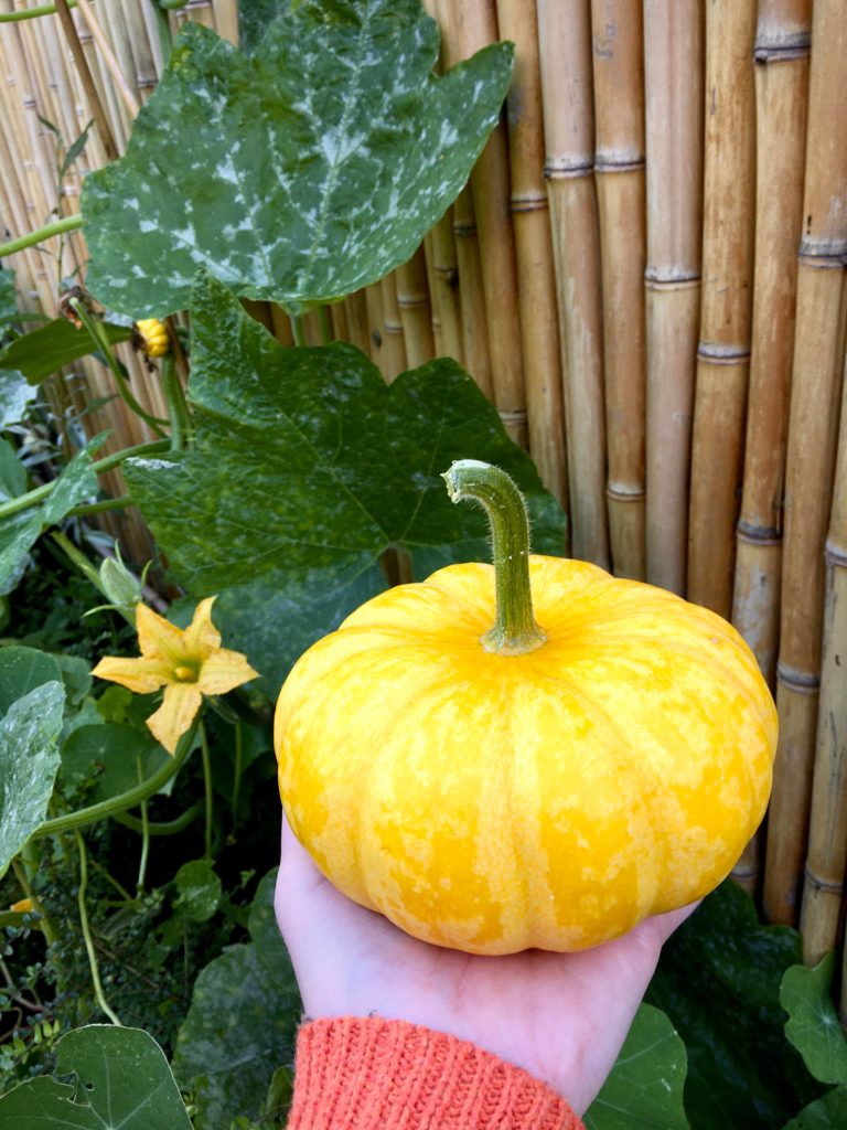 My first ‘Jack be little’ miniature pumpkin is a bit of a beast