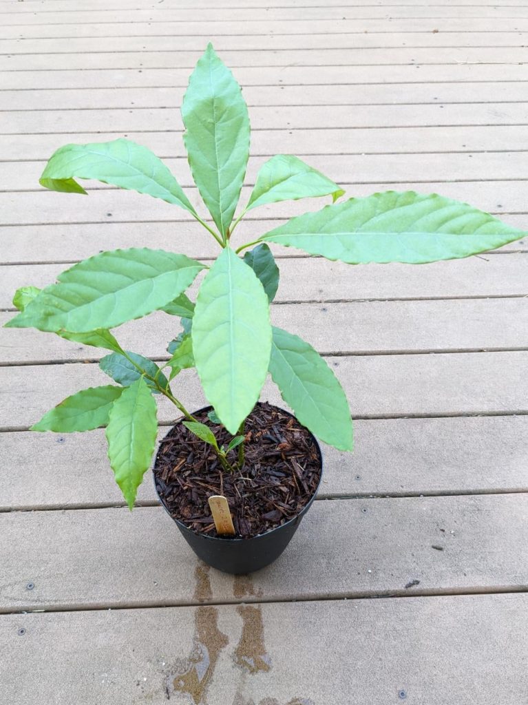What should I do with my avocado plant over winter? (details in comments)