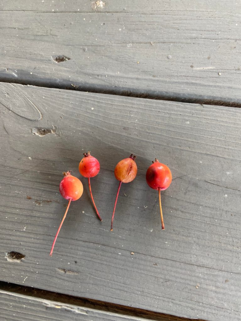 Does anyone know what these are? I found a ton of them in my backyard. They look like underdeveloped cherries but i'm not sure. The insides had seeds and the texture was apple-like.
