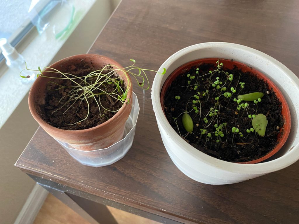 Help! How do I revive my dill and thyme?