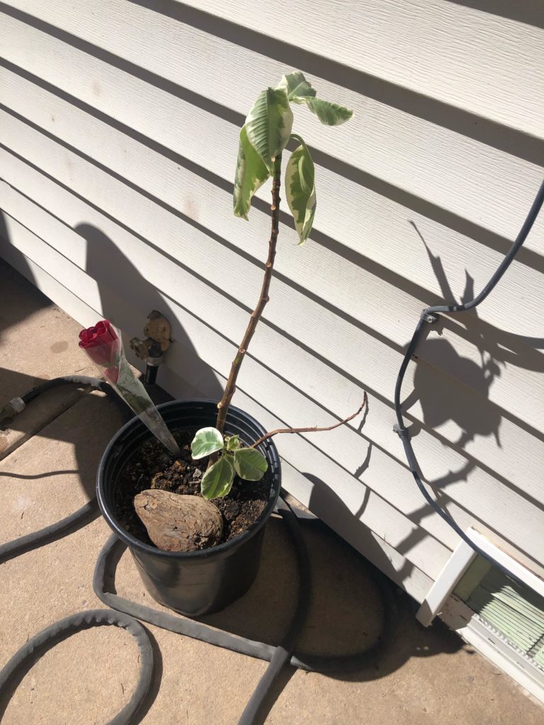 What’s wrong with my plant?