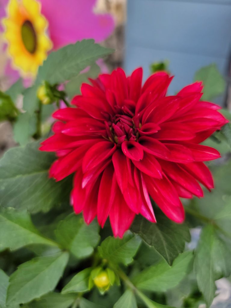 My Dahlia's right now are so GORGEOUS!