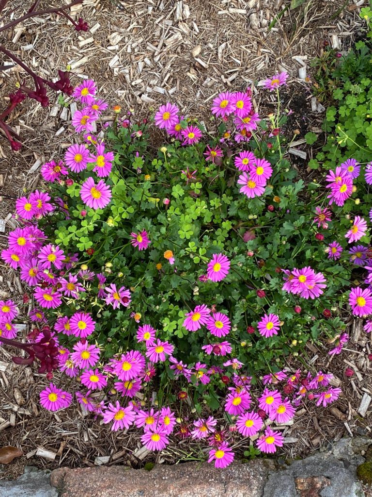 What can I do to get rid of the weeds growing up thru my brachyscome?