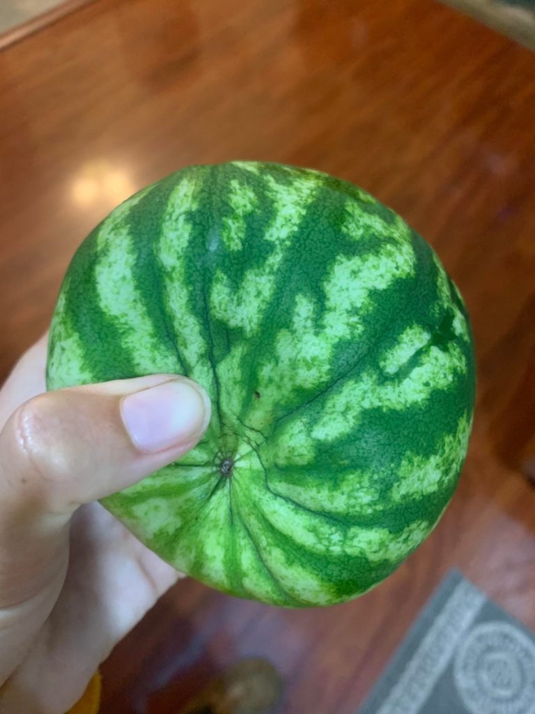 does anyone know why the bottom of my watermelons are soft/squishy and concave?