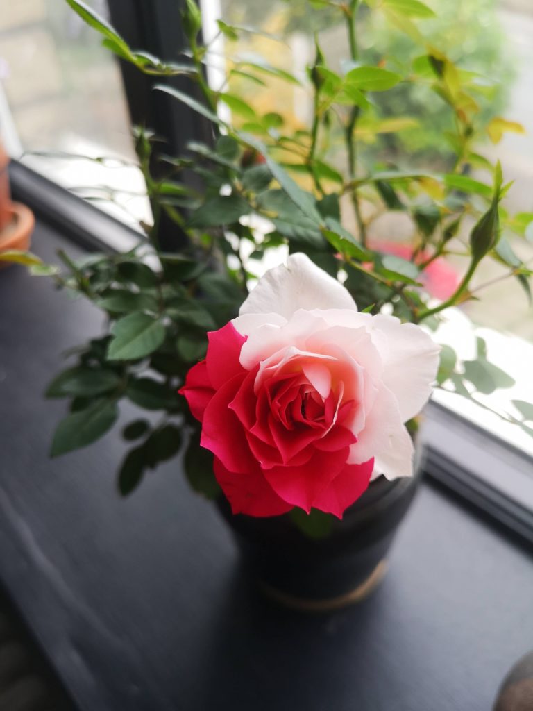 The two tone mini rose I found in Lidl, fully open.