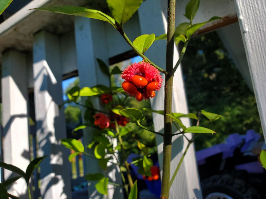 Euonymus americanus (strawberry bush)