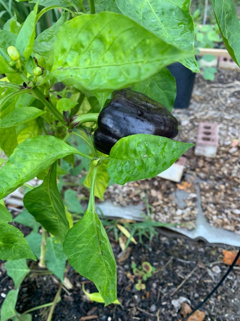 Why this pepper, originally green, turned black in about a week? Is it still edible? Zone 7B