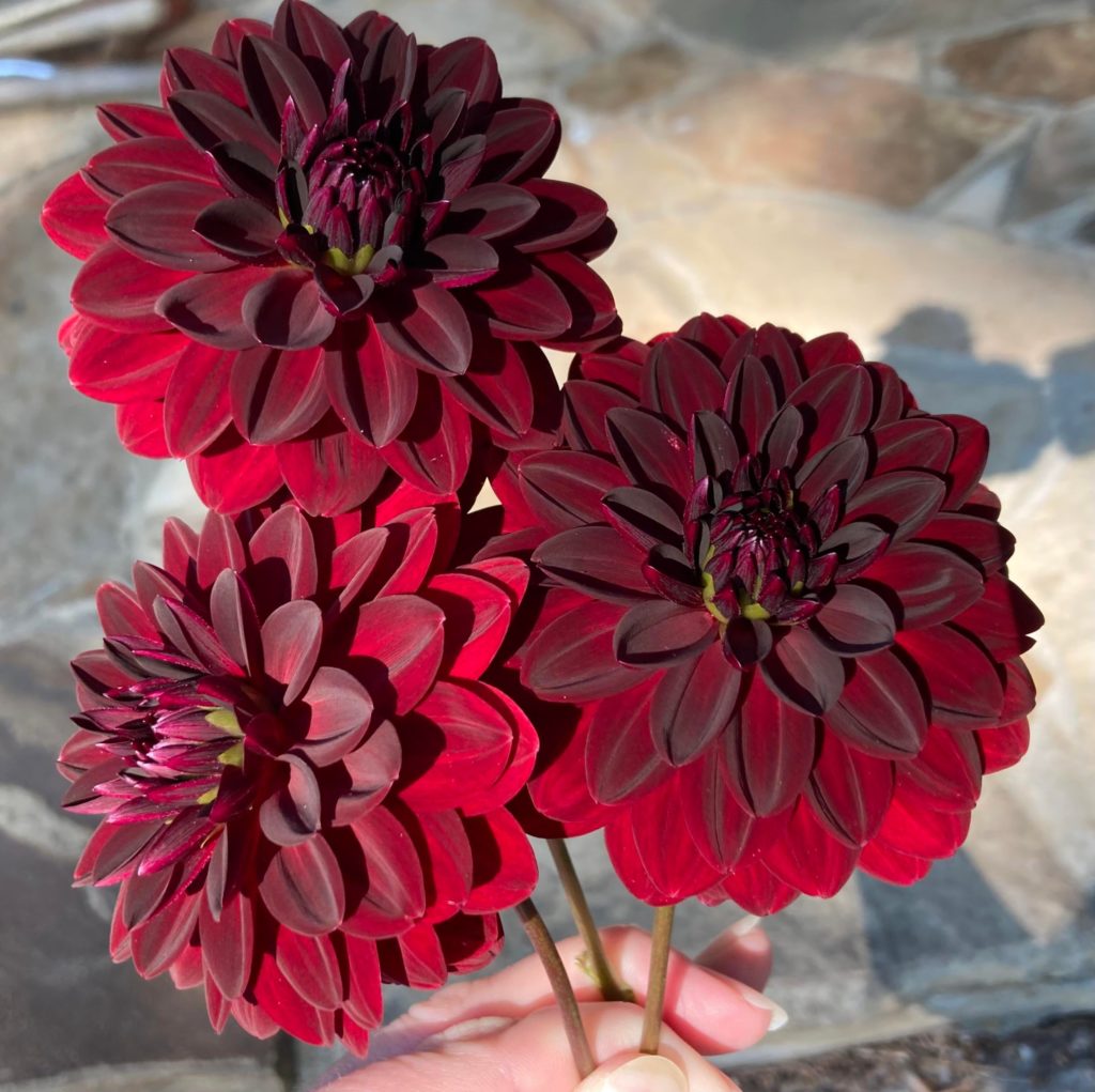 Red velvety dahlias