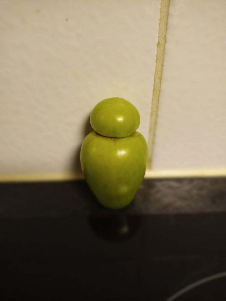 This is Tom. He is a tomato we found in our garden.