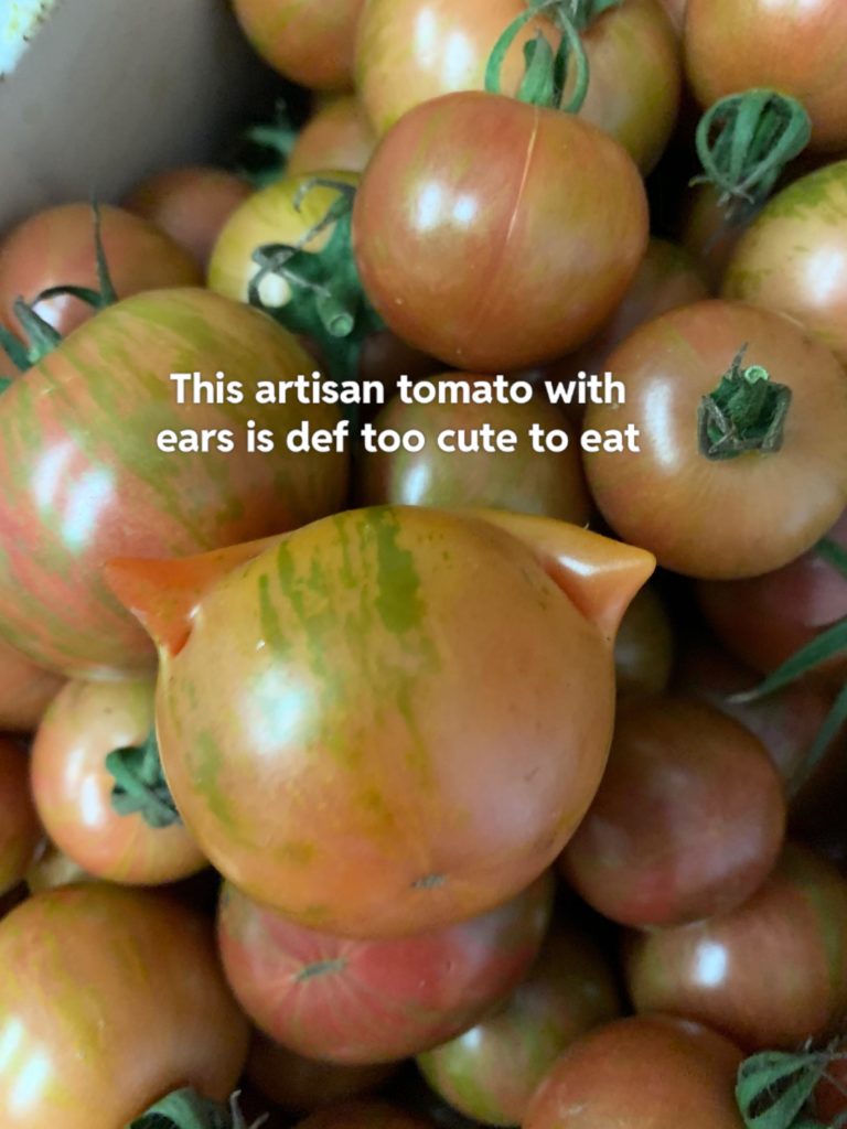 Guess I won’t be eating this tomato…