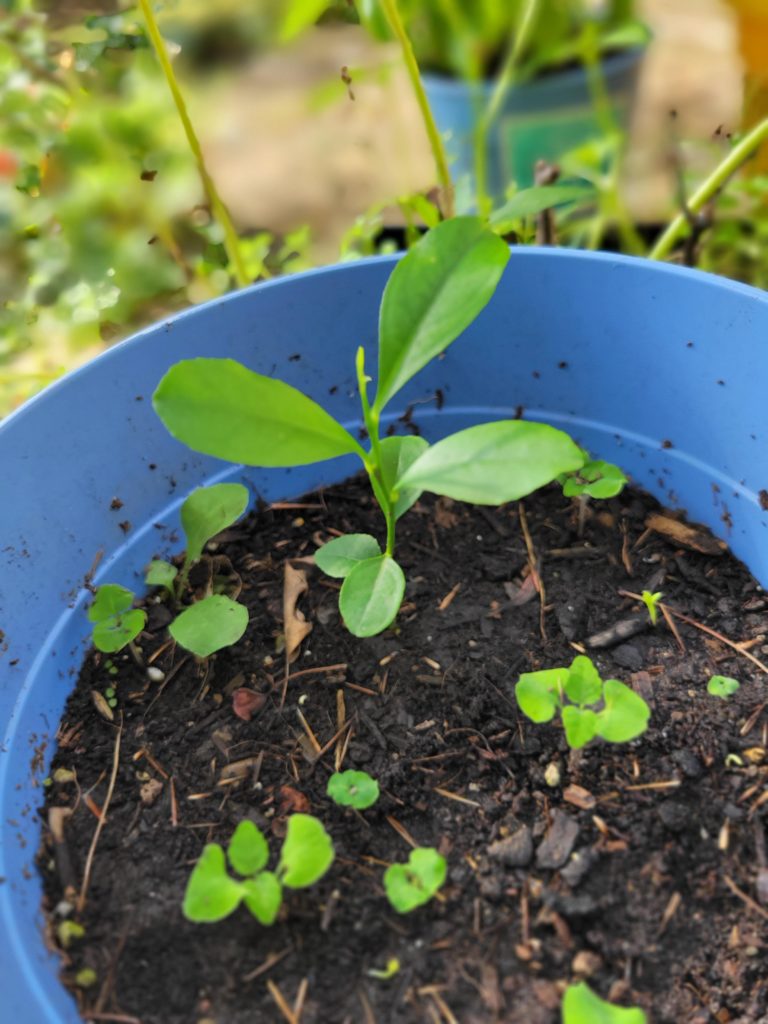 I have a new hobby of germinating and growing fruit trees. This is my best so far. A lemon tree that is 4 inches after a little over 6 months. Is this speed of growth average or on the slower side?