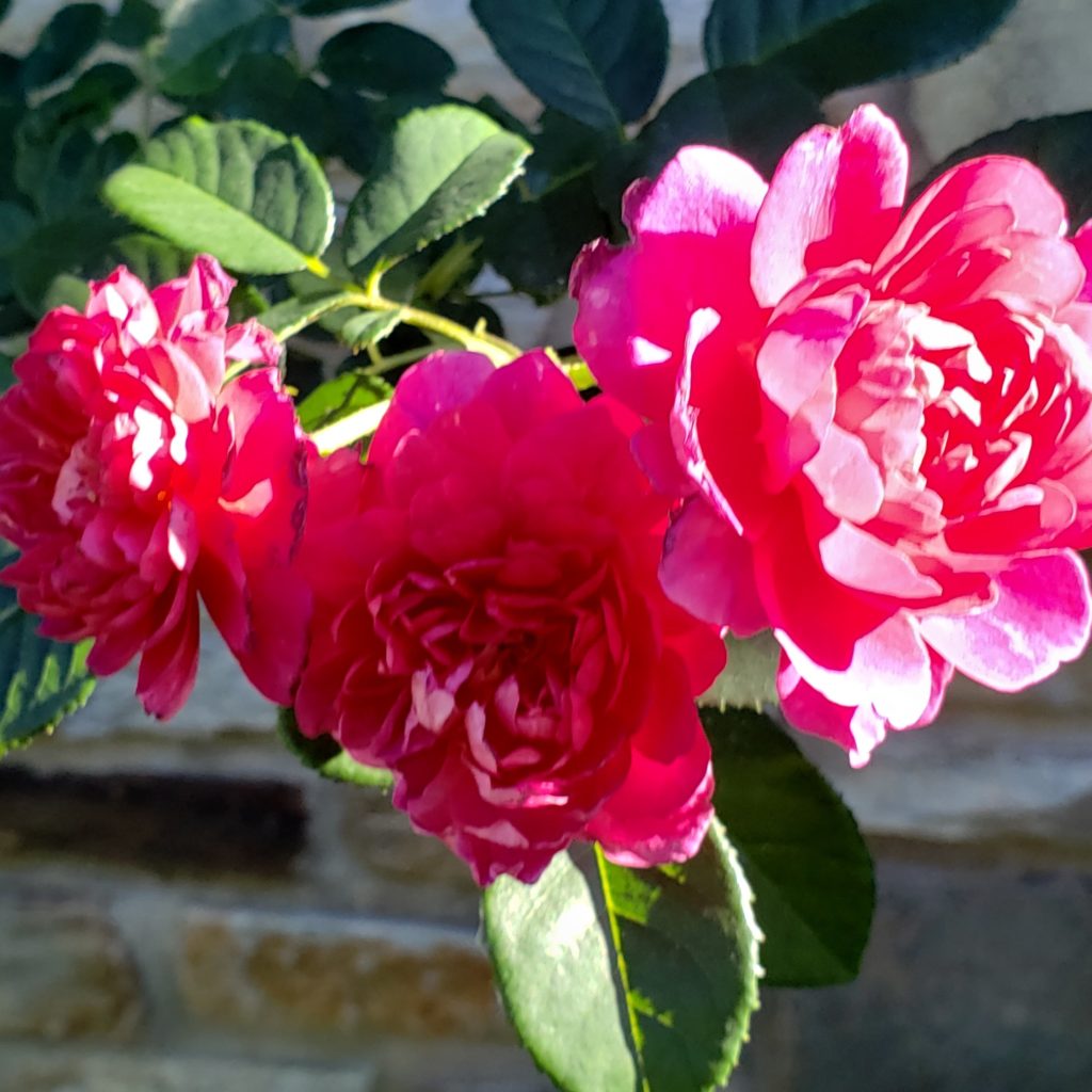 Princess Anne by David Austin