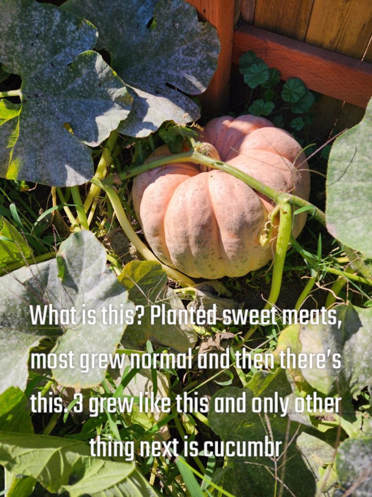 What do you think this is? It’s from a sweet meat packet. Only growing close by is cucumbers and tomato..