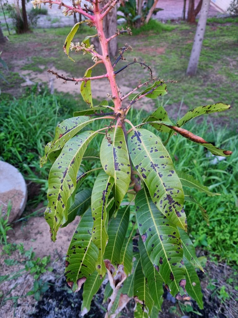What's wrong with our mango plant