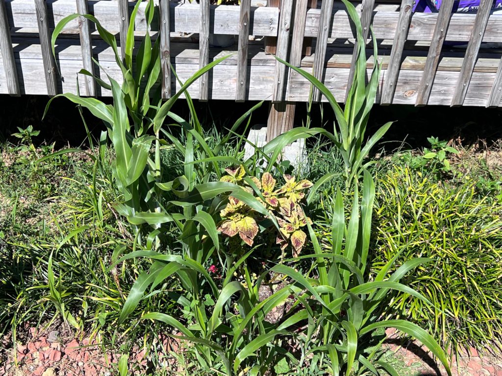 Birds or Previous residents?