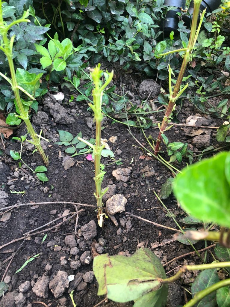 Can my marigolds be saved?