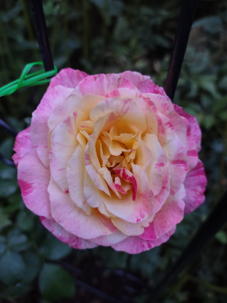 I have been pleasantly surprised and rewarded