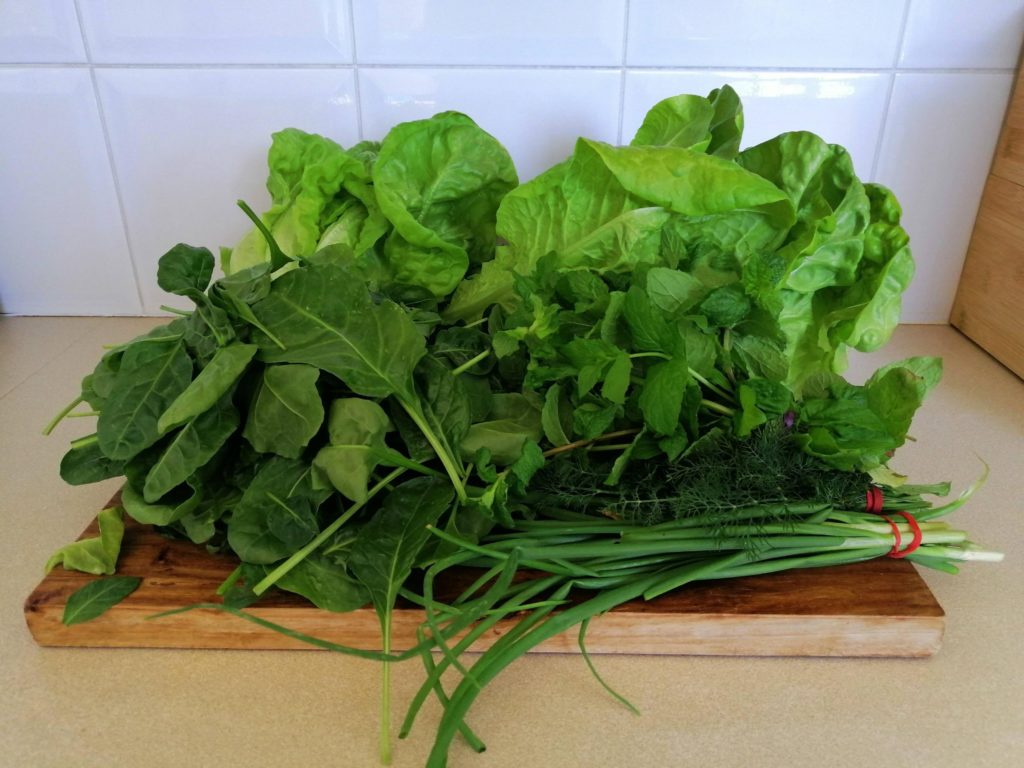 This mornings harvest: 3 lettuces, mound of baby spinach leaves and bunches of dill, mint and spring onions