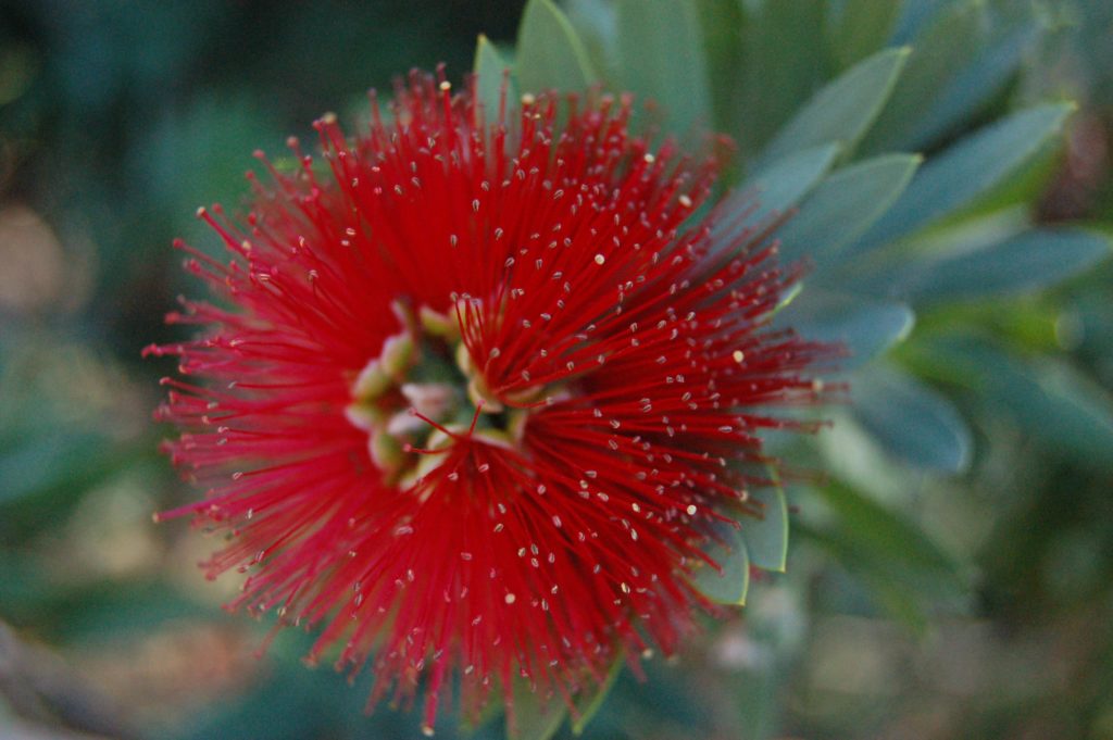 Help identify this flower please! I took a photo but don't know the name.