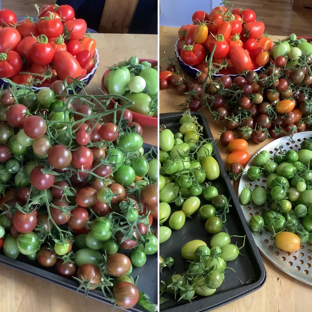 Today’s harvest so I can make Green Tomato Chutney.