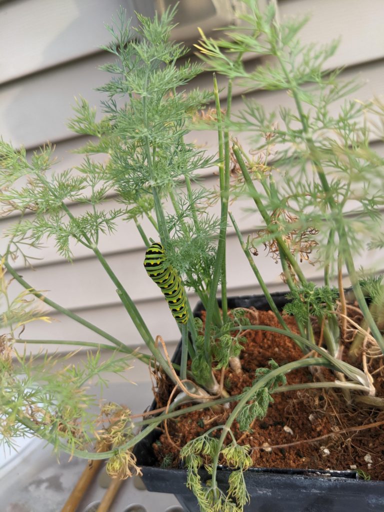 Who's that Pokemon! We luckily saw very few pests other than a few weeks of Japanese beetles but this guy popped up on a small dill starter plant recently and I just let it have its fill.