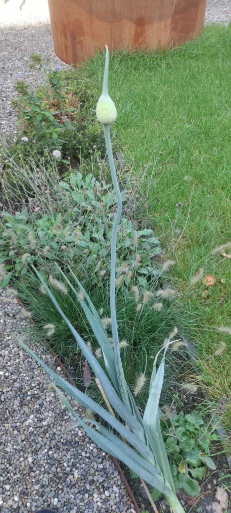 What is my Leek doing?!