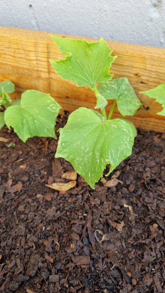 Is this powdery mildew on my cucumber plants