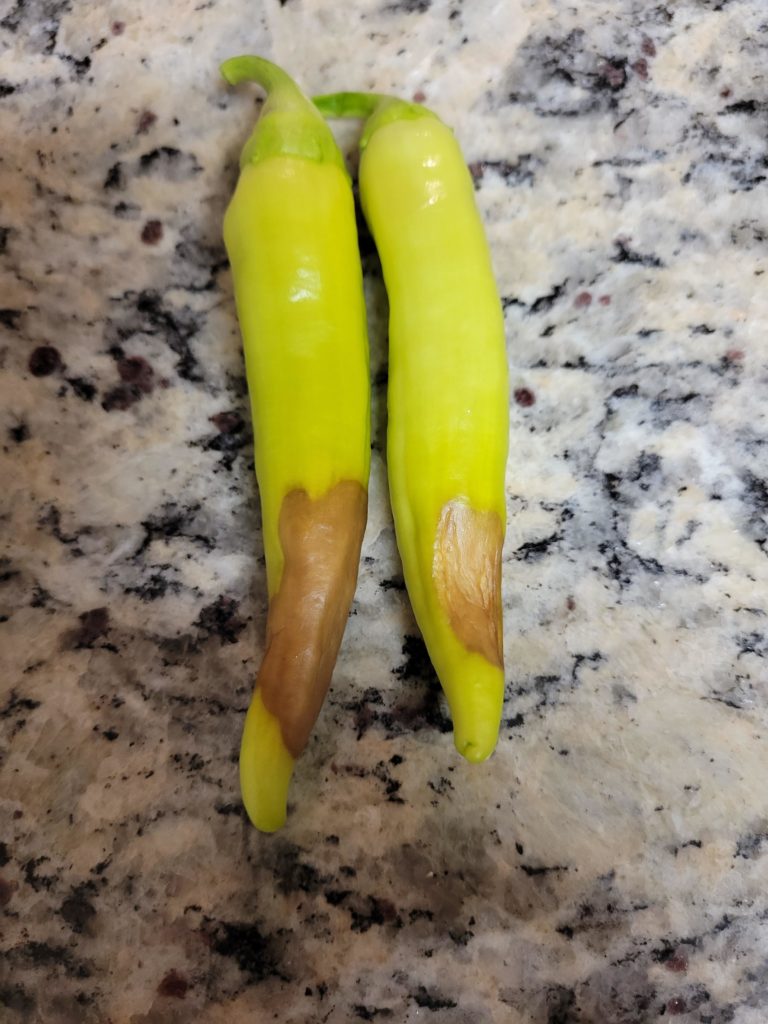 Help. Having Trouble with my Banana Pepper.