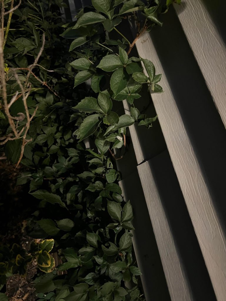 I’m in need of an ID on this vine. Nashville Tennessee.