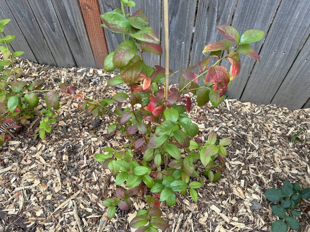 What’s wrong with my blueberries? 😭