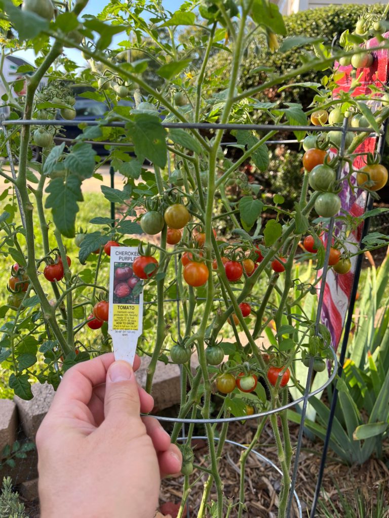 Mildly infuriating gardening edition: Either my tomato plant was mislabeled or I am just really bad at growing big tomatoes.