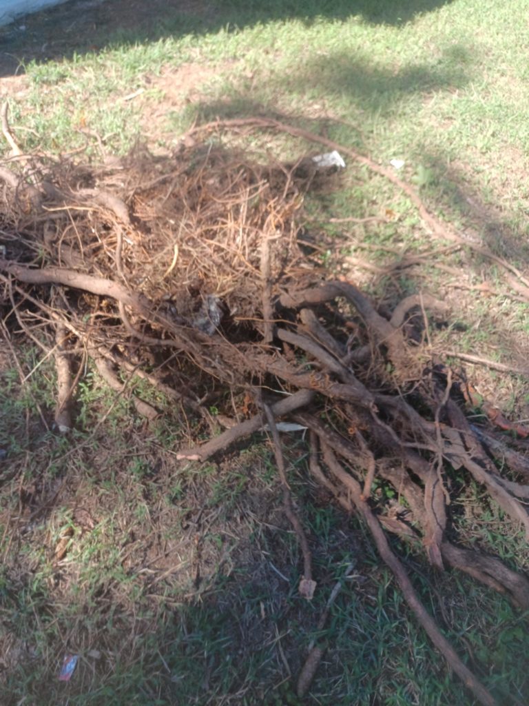 anyone know this weed?