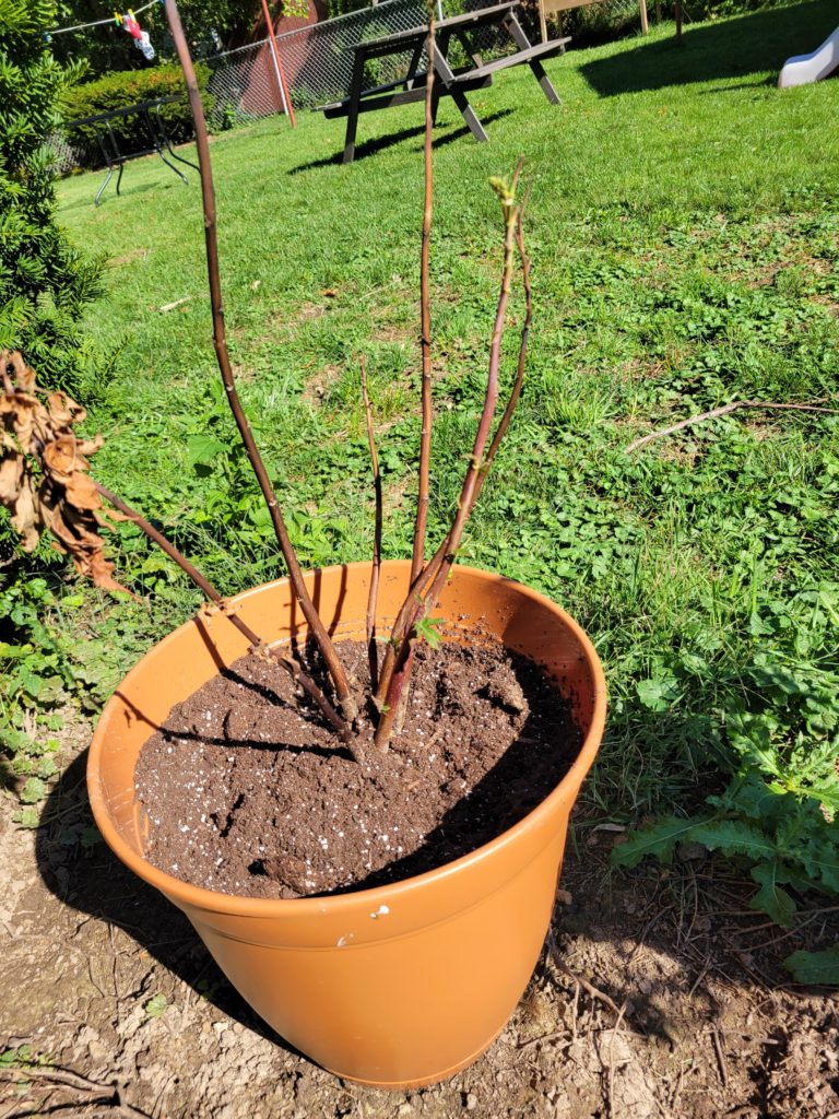 Trying to save hibiscus from root rot. Help needed, more info in comments