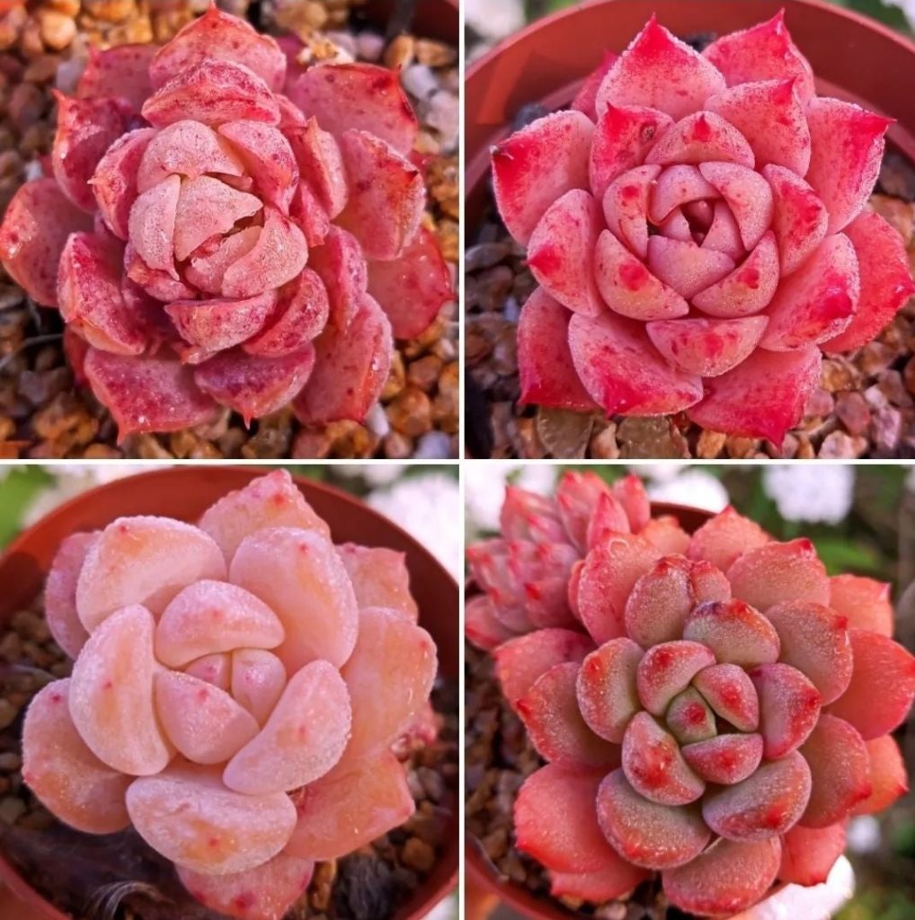red succulents