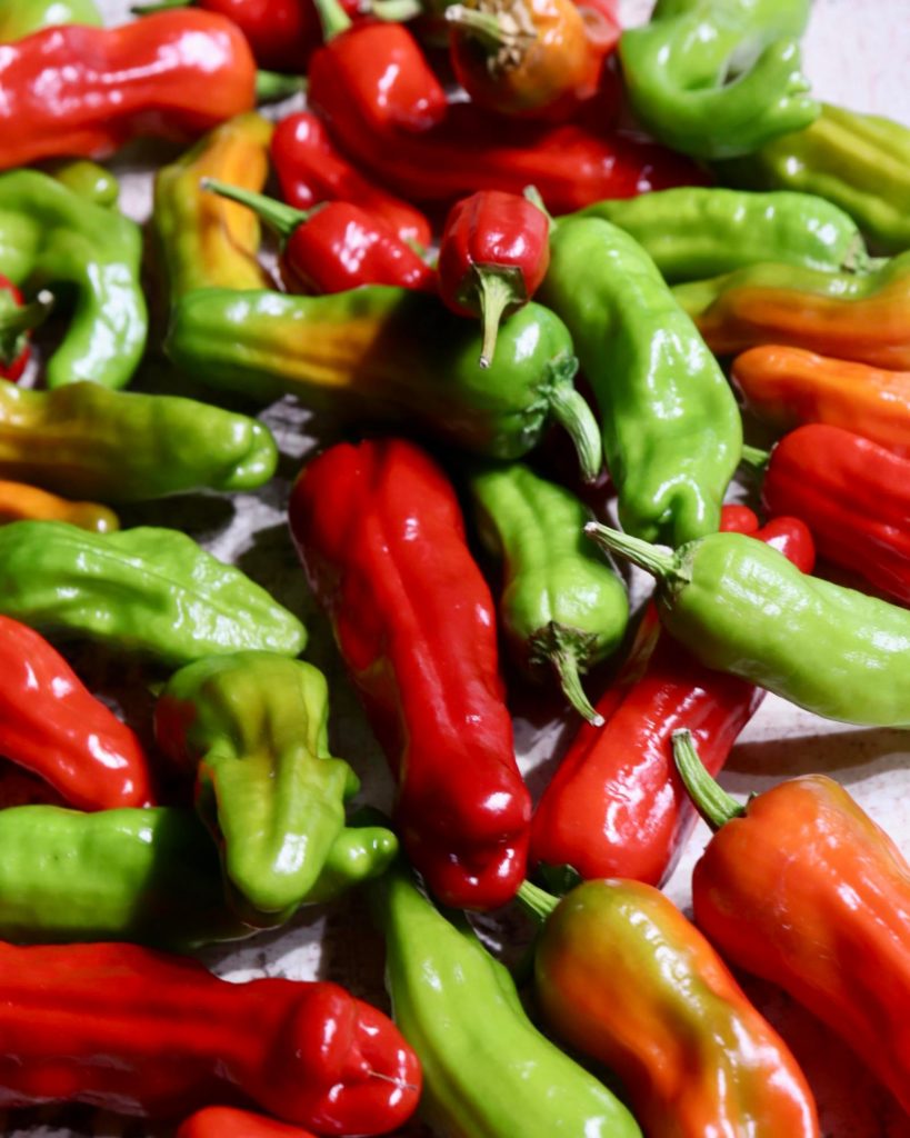 Fall colors, Shishito peppers in Zone 4b.