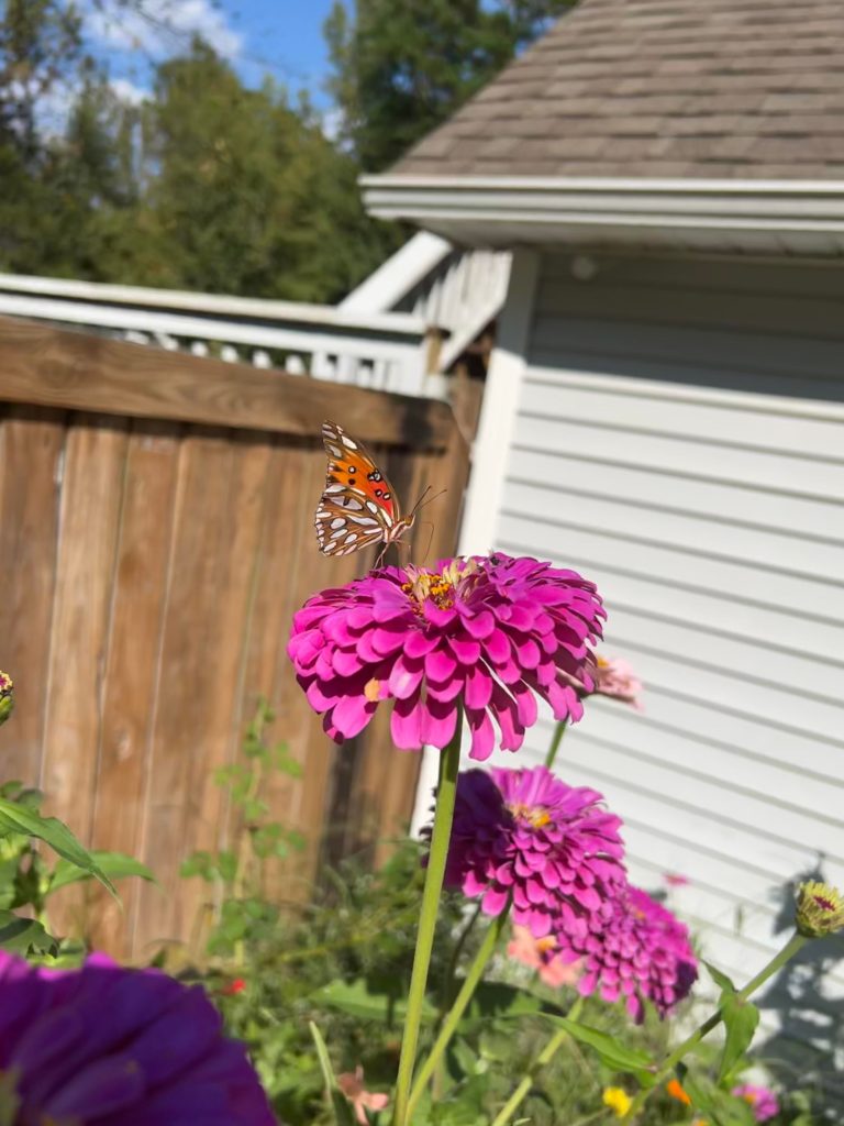 Had this Monarch (?) visit my garden today.