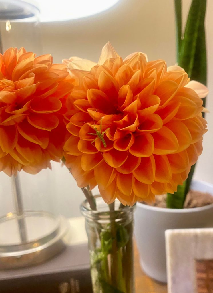 Little praying mantis friend must have snuck in with these fresh picked dahlias