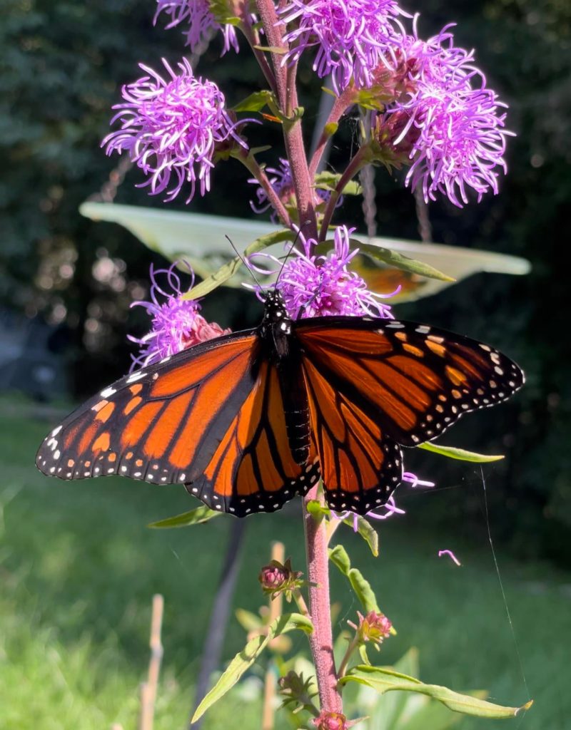 Our first monarch to visit our garden!
