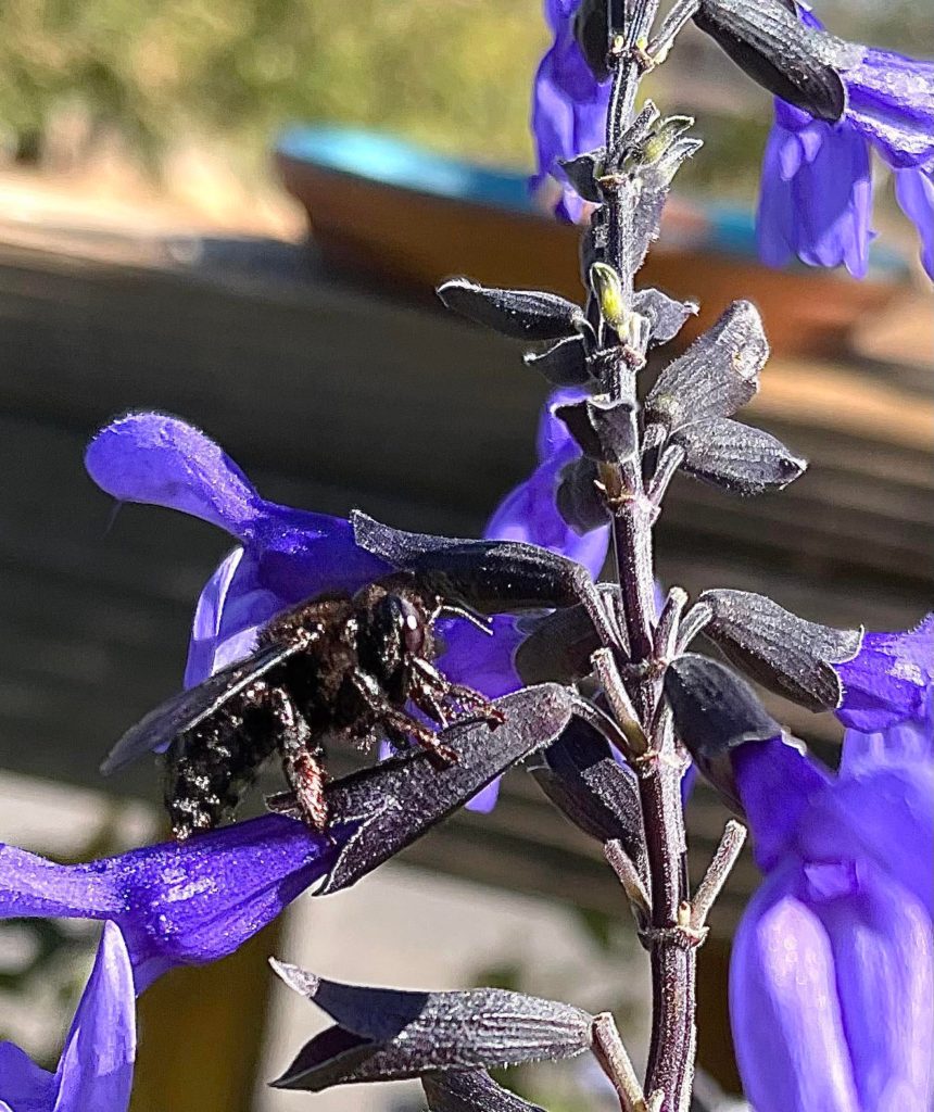 Solid black bumblebee on my blue anise sage flower