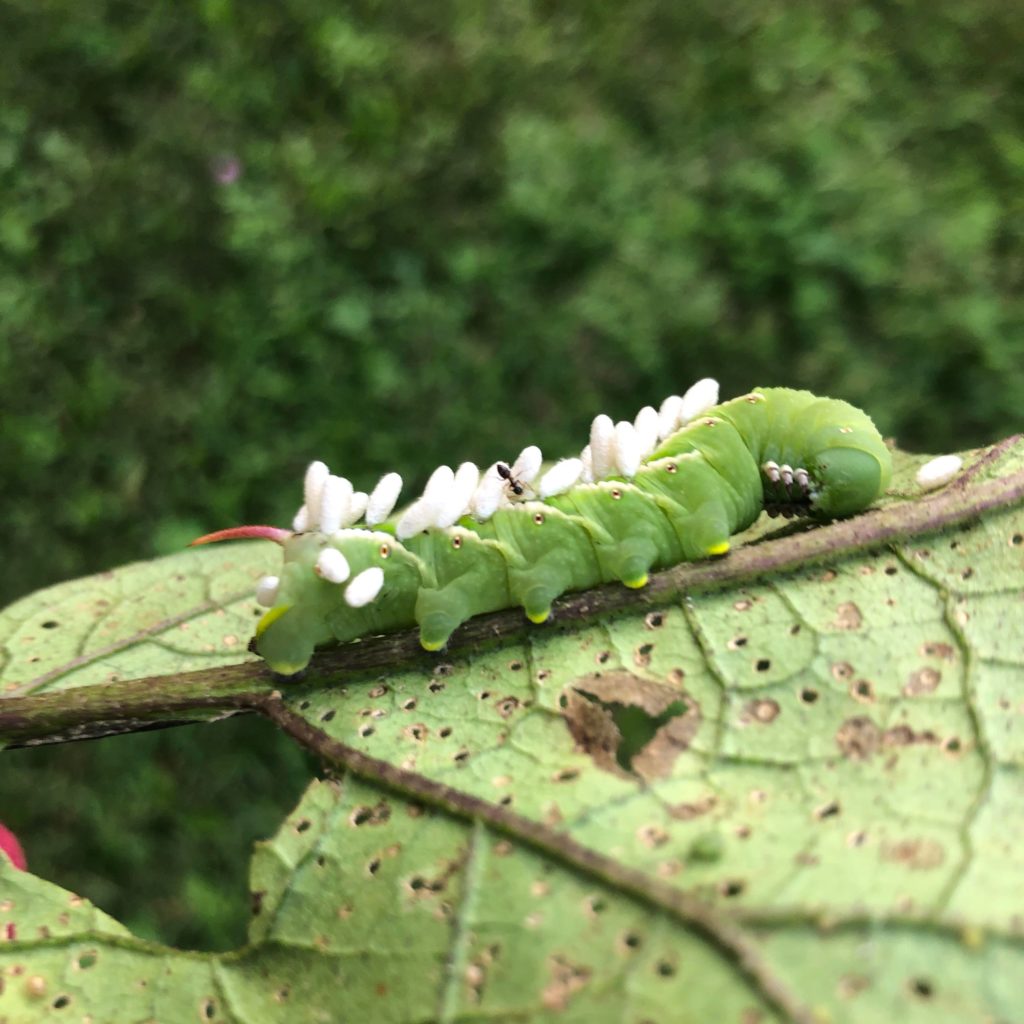 Found these wasp larvae on a hornworm! (Nature IS metal)